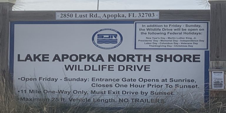 Exploring Florida Wilderness on Lake Apopka Wildlife Drive
