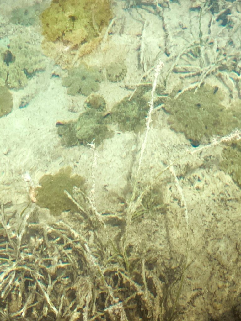 jelly fish on ocean floor in key west florida