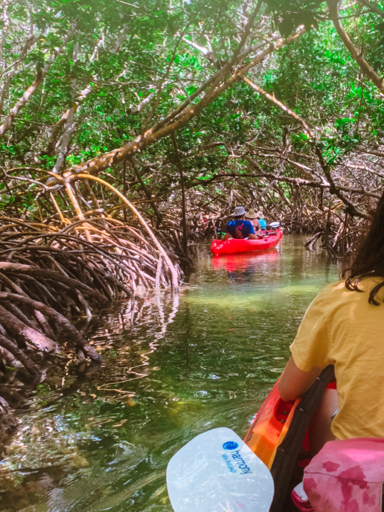 key west kayaking through the mangroves